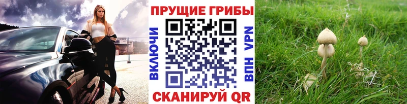 blacksprut tor  Отрадная  Галлюциногенные грибы ЛСД 